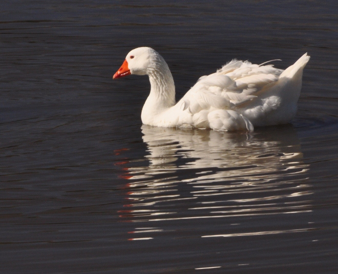 more gentle waterfowl